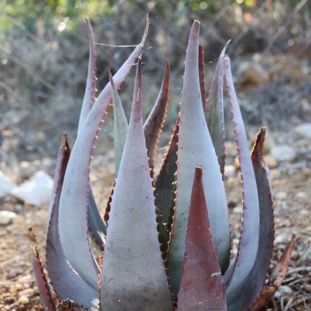 Rare Aloe Seeds, Succulent Cactus Plants Seeds, 100pcs/pack