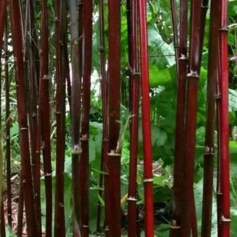 Red Moso Bamboo Seeds, 50pcs/pack