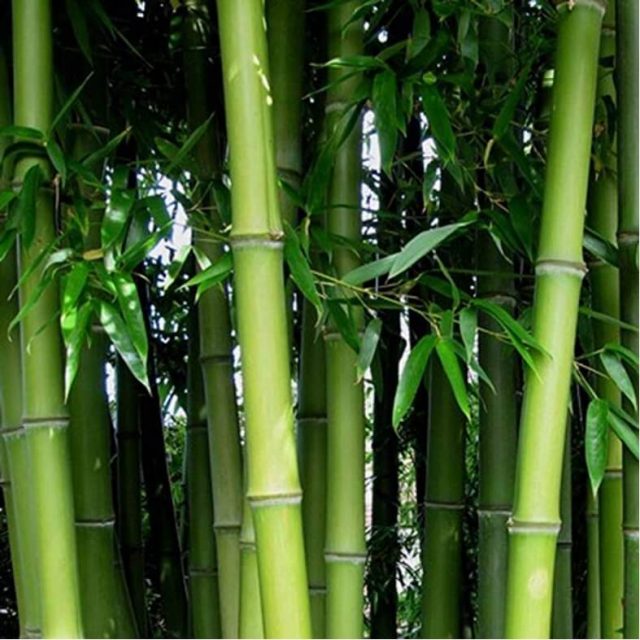 Multi-Varieties Bamboo Seeds, 50pcs/pack
