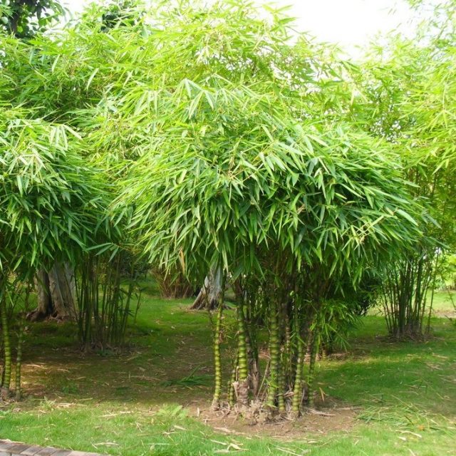 Rare Bamboo Seeds, Bambusa Ventricosa Bamboo, 20pcs/pack