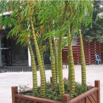 Rare Bamboo Seeds, Bambusa Ventricosa Bamboo, 20pcs/pack