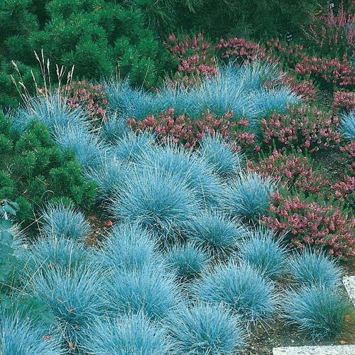 Rare Blue Fescue Grass Seeds, Festuca Glauca 100pcs/pack