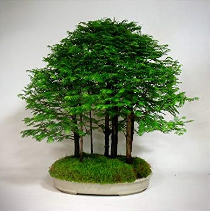 Bonsai Tree Seeds, Metasequoia Glyptostroboides, 50pcs/pack