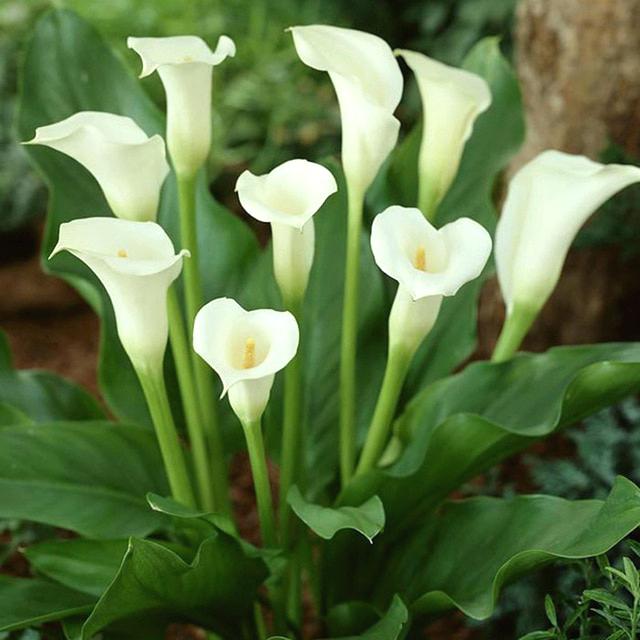 White Calla Lily Seed, 100pcs/pack