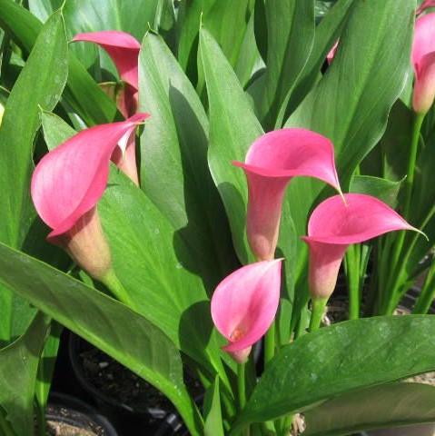 Multi-Color Calla Lily Seeds, 100pcs/pack