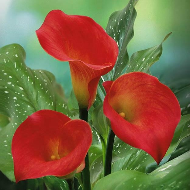 Mixed Color Calla Lily Seeds, 100pcs/pack