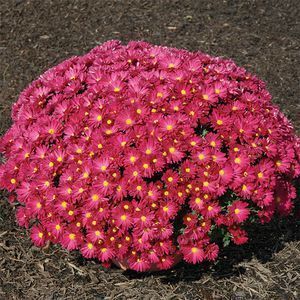 Ground-cover Chrysanthemum Seeds, 100pcs/pack