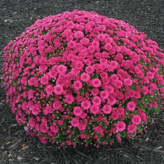 Multi-Color Ground-cover Chrysanthemum Seeds, 100pcs/pack