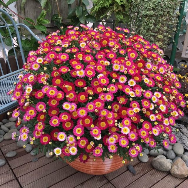 Multi-Color Ground-cover Chrysanthemum Seeds, 100pcs/pack