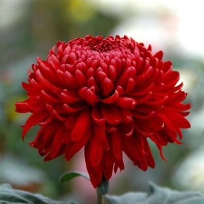 Red Chrysanthemum Seeds, 100pcs/pack