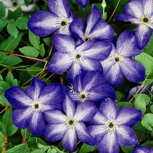 Clematis Plant Seeds,  100pcs/pack