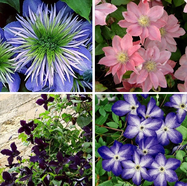 Clematis Plant Seeds,  100pcs/pack