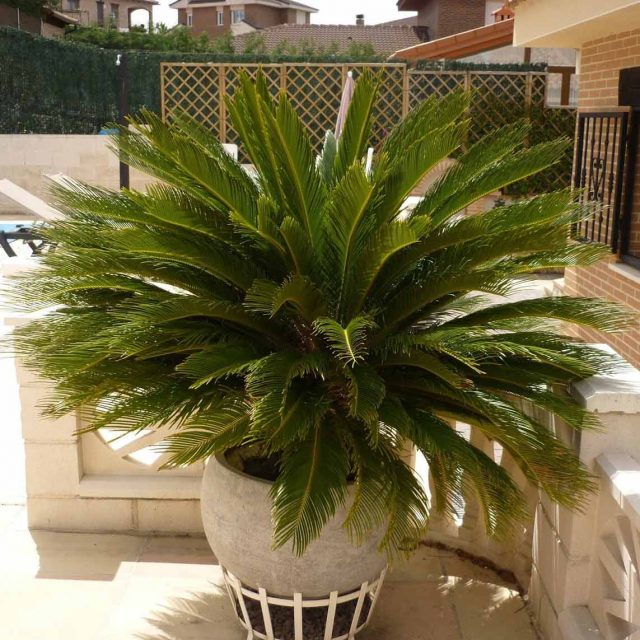 Cycas Revoluta Seeds, Sago Palm Tree, 10pcs/pack