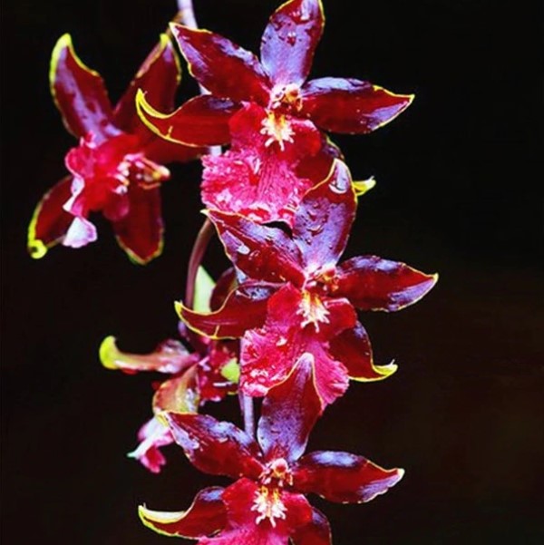 Cymbidium Orchid, Cymbidium Seeds, 100pcs/pack