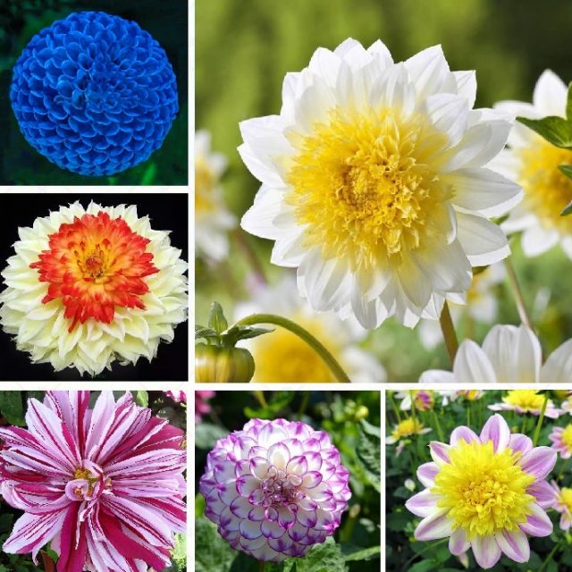 Multi-Colored Dahlia Seeds, Charming Bonsai Dahlia Flower Seeds, 100pcs/pack