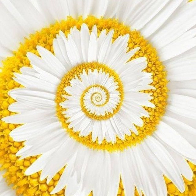 Miracle Daisy Seeds, 30pcs/pack