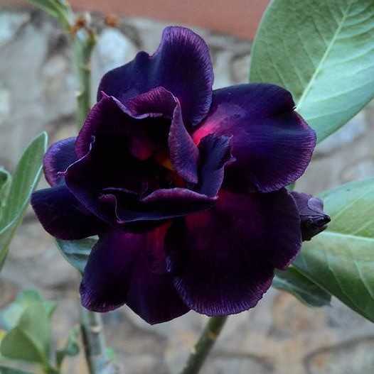 Rare Black Purple Desert Rose Seeds, Adenium Obesum Seed, 5pcs/pack