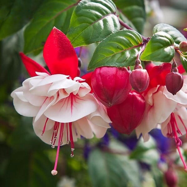 Pink Purple Bell Flowers Fuchsia Seeds Potted Flower Seeds Plants Hanging Fuchsia Flowers 100pcs/pack