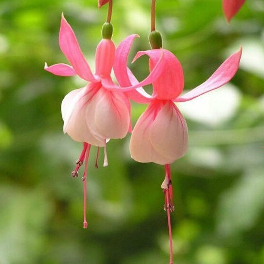 Pink Purple Bell Flowers Fuchsia Seeds Potted Flower Seeds Plants Hanging Fuchsia Flowers 100pcs/pack
