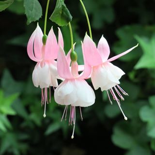 100 PCS Seeds Fuchsia Bonsai Flowers Lantern Begonia Flowers Plants Garden 2021