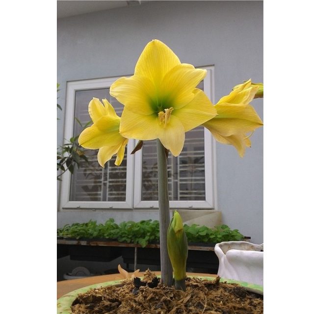 1 Big Bulb True Amaryllis Bulbs Not Seeds Bonsai Flower Bulbs,Hippeastrum Flowers Bulbous Root Barbados Lily Potted Plants