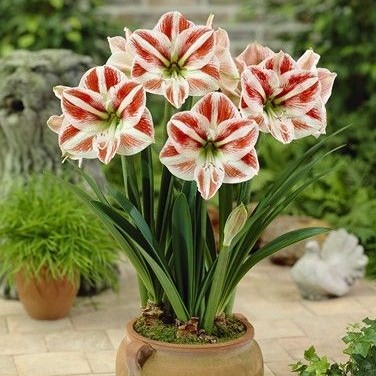 1 pcs Bulb/pack, True amaryllis bulbs, hippeastrum flowers bulbs