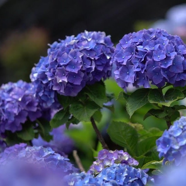 Hydrangea Seeds, Mixed color Hydrangea Seeds, 20pcs/pack