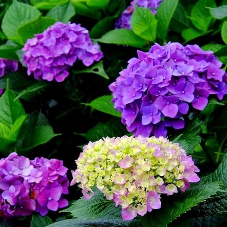 Hydrangea Seeds, Mixed color Hydrangea Seeds, 20pcs/pack