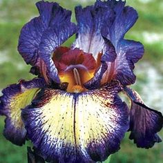 Rare Iris Seeds, 100pcs/pack