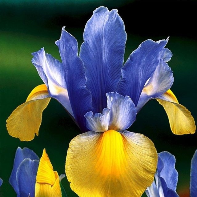 Multi-Colors Iris Seeds, 100pcs/pack
