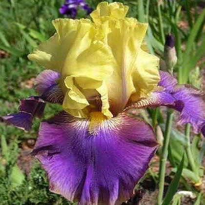 Multi-Varieties Iris Seeds, 100pcs/pack