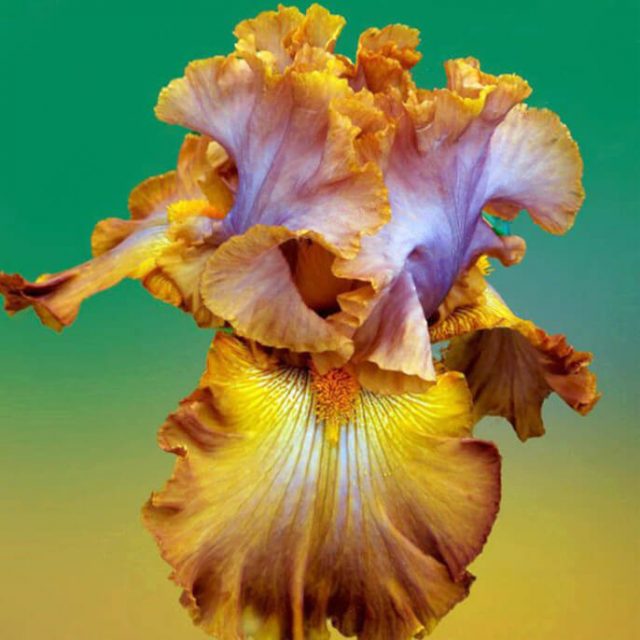 Rare Iris Seeds, 100pcs/pack