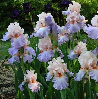 Multi-Colors Iris Seeds, 100pcs/pack