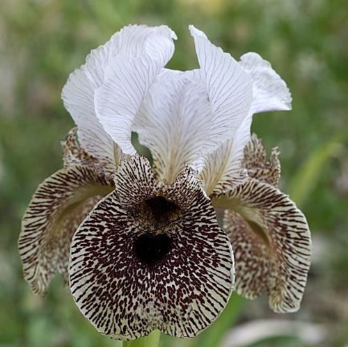 Multi-Varieties Iris Seeds, 100pcs/pack