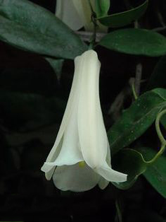 Chilean Bellflower Seeds, Lapageria Rosea Seeds, 50pcs/pack