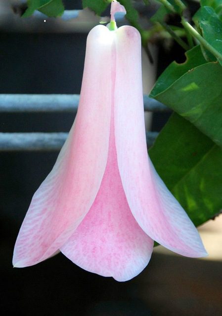 Chilean Bellflower Seeds, Lapageria Rosea Seeds, 50pcs/pack