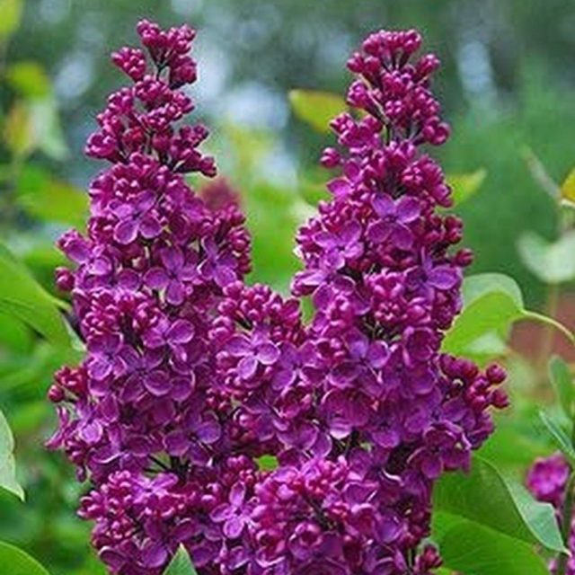Multi-Color Lilac Seeds, 100pcs/pack