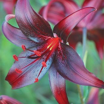 Lily Seeds, Double Petals Lily Flower Seeds, 100pcs/pack