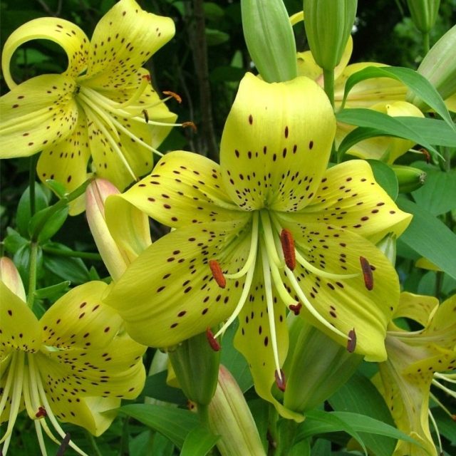 Lily Seeds, Double Petals Lily Flower Seeds, 100pcs/pack