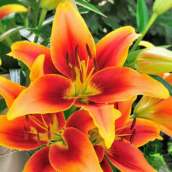 Double Lily Bulbs,  Perfume Lily, 1 Bulb/pack