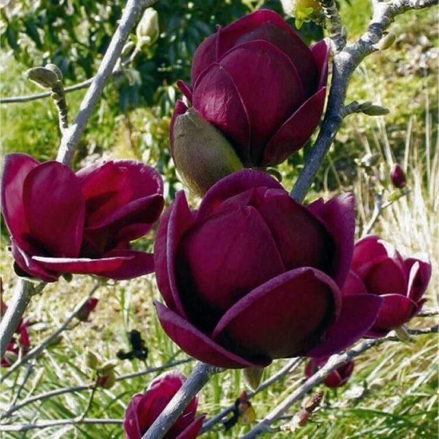 Rare Deep Purple Black Magnolia Seeds, 10pcs/pack