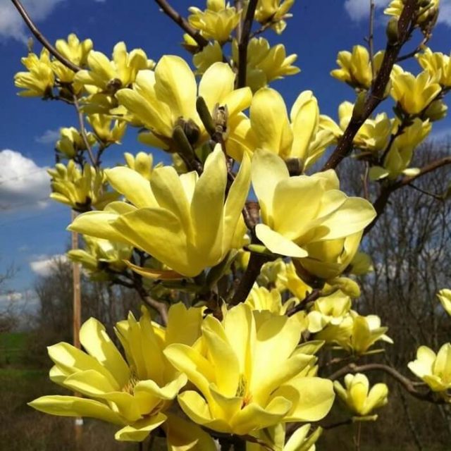 Yellow Magnolia Seeds, 10pcs/pack