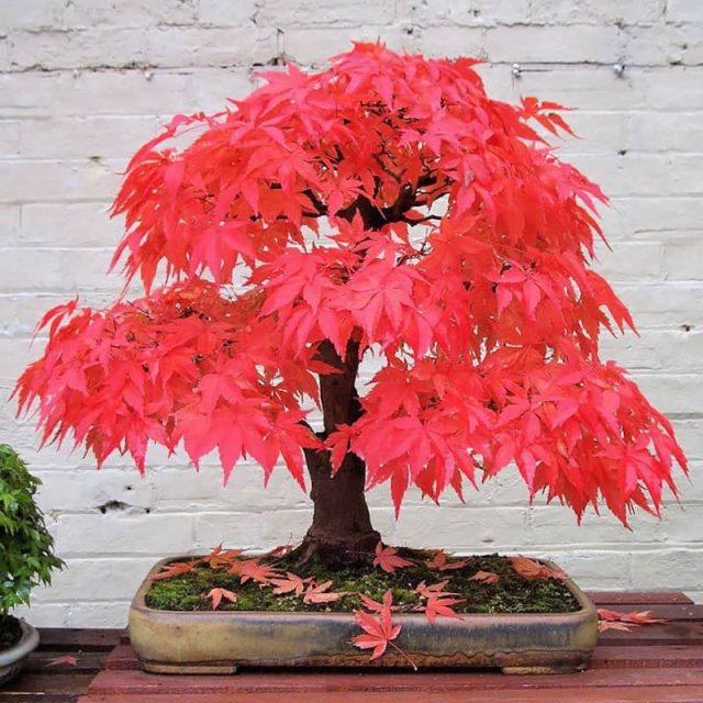 10pcs/bag maple seeds fire maple bonsai flower seeds tree seeds potted plant 98%germination 9 colors for home garden