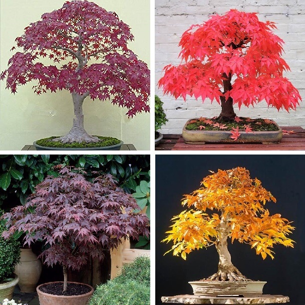 10pcs/bag maple seeds fire maple bonsai flower seeds tree seeds potted plant 98%germination 9 colors for home garden