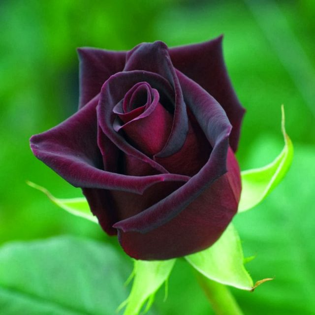 Rare Rose Seeds, Black Rose Flower Seeds, 100pcs/pack