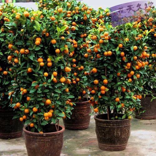 Delicious Golden Orange Seed Mini Potted Fruit Tree Seeds Interesting Bonsai Plant 20 Particles / lot