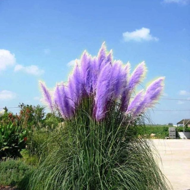 Pampas Grass Seeds Colorfull Home Garden Plants Are Very Beautiful flowers seeds Decorative 200pcs/pack