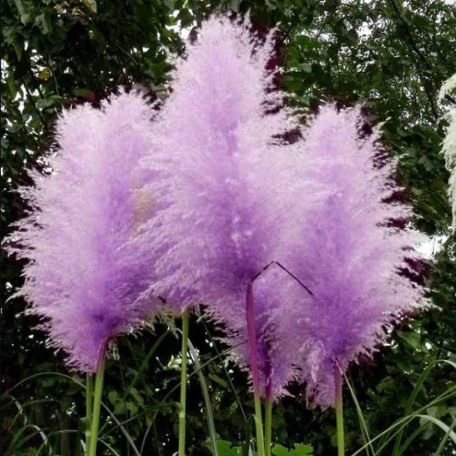Pampas Grass Seed Patio and Garden Potted Ornamental Plants New Flowers (Pink Yellow White Purple) Cortaderia Grass Seed 200Pcs