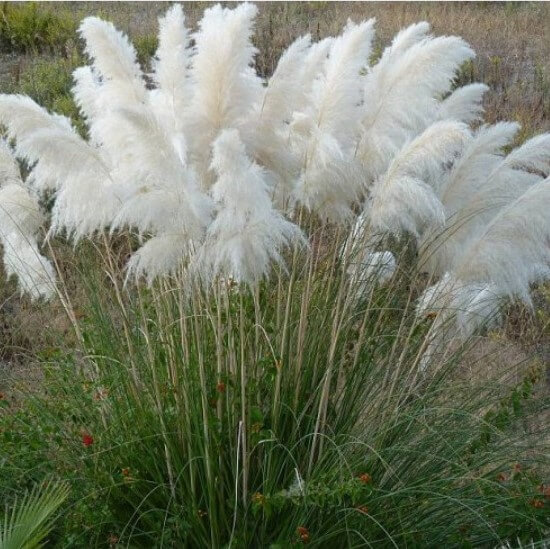 Pampas Grass Seeds Colorfull Home Garden Plants Are Very Beautiful flowers seeds Decorative 200pcs/pack