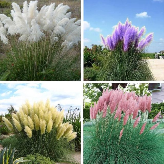 Pampas Grass Seed Patio and Garden Potted Ornamental Plants New Flowers (Pink Yellow White Purple) Cortaderia Grass Seed 200Pcs